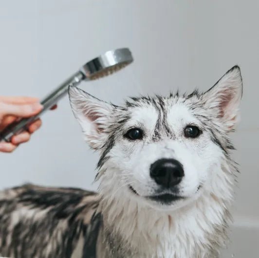 Best Dog Shampoo for Odor Control in 2026 - Best Dog Shampoo