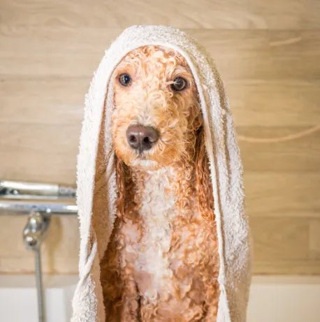 Best Natural Dog Shampoos in 2026 - Best Dog Shampoo