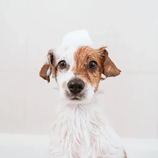 Best Dog Shampoo for Small Toy Breeds in 2026 - Best Dog Shampoo