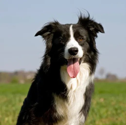 How to Groom Your Border Collies at Home 101: Steps, Tips and More - Best Dog Shampoo