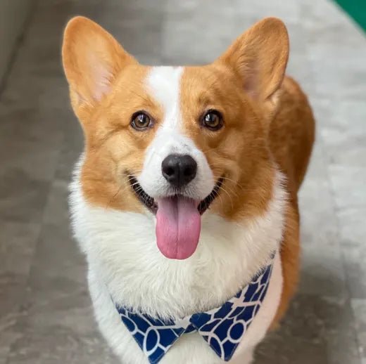How to Groom Your Corgis at Home 101: Steps, Tips and More - Best Dog Shampoo