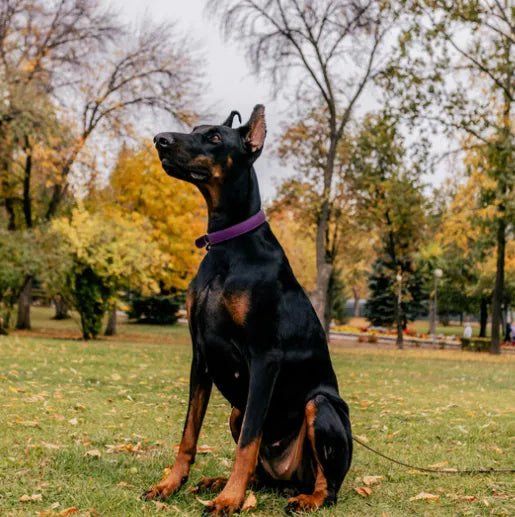 How to Groom Your Dobermans at Home 101: Steps, Tips and More - Best Dog Shampoo