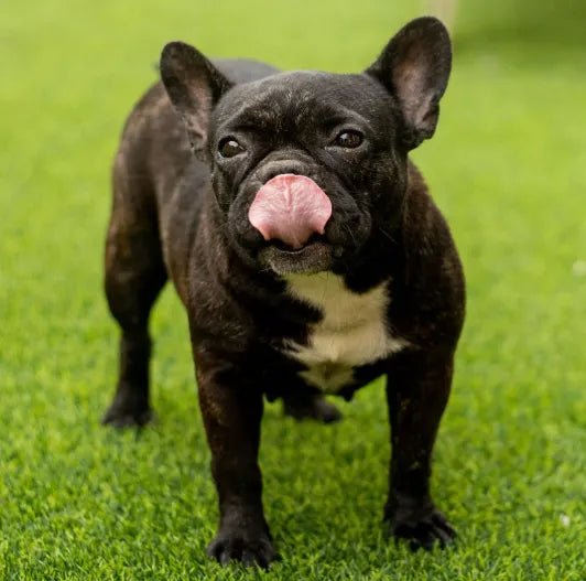 Best Dog Shampoo for French Bulldogs - Best Dog Shampoo