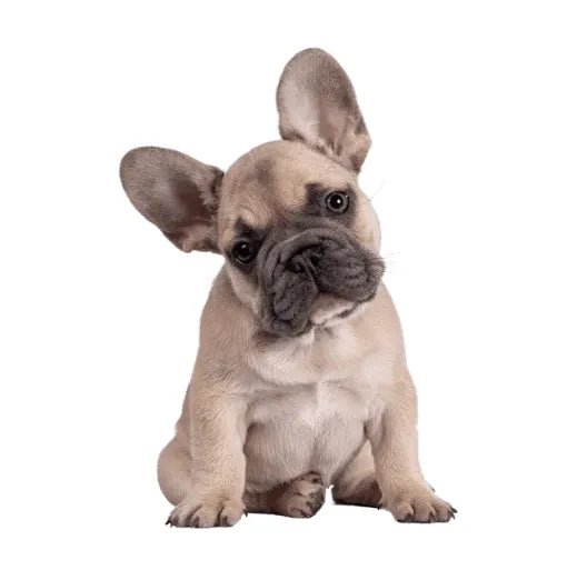 How to Groom Your French Bulldog at Home 101: Steps, Tips and More - Best Dog Shampoo