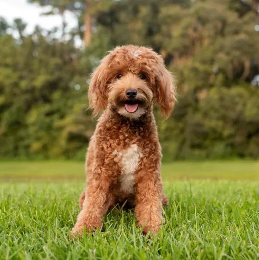 How to Groom Your Goldendoodles at Home 101: Steps, Tips and More - Best Dog Shampoo