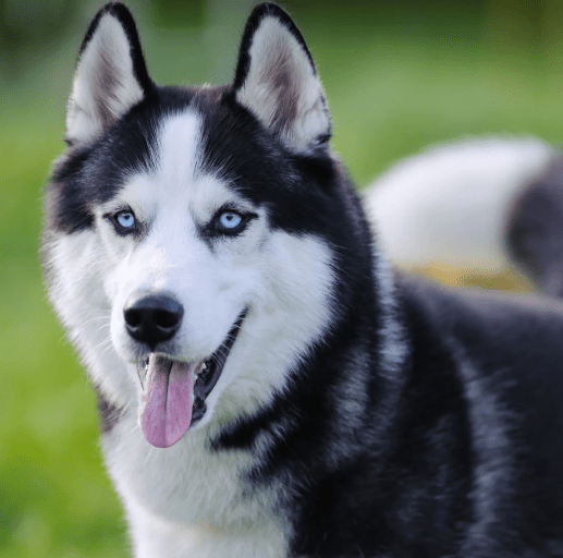6 Best Dog Shampoos for Huskies - Best Dog Shampoo