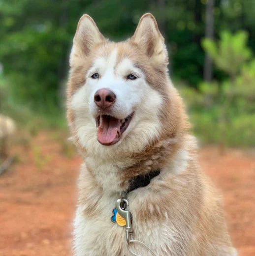 How to Groom Your Huskies at Home 101: Steps, Tips and More - Best Dog Shampoo