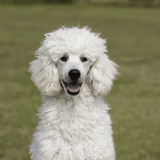 6 Best Dog Shampoos for Poodles - Best Dog Shampoo