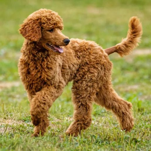 How to Groom Your Poodles at Home 101: Steps, Tips and More - Best Dog Shampoo