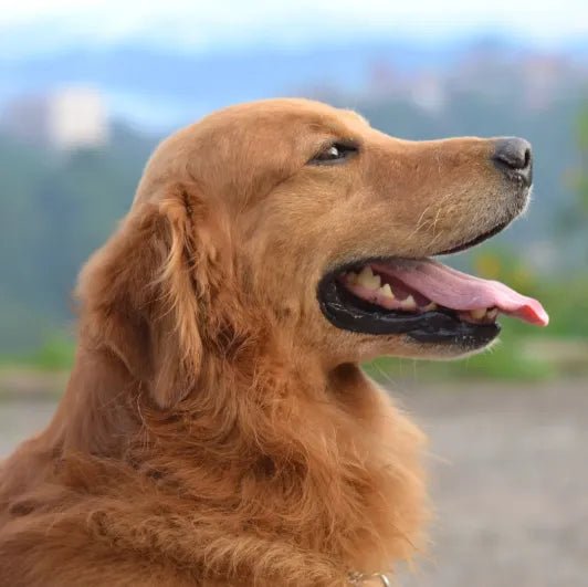 Safest Dog Breath Fresheners in 2026 - Best Dog Shampoo