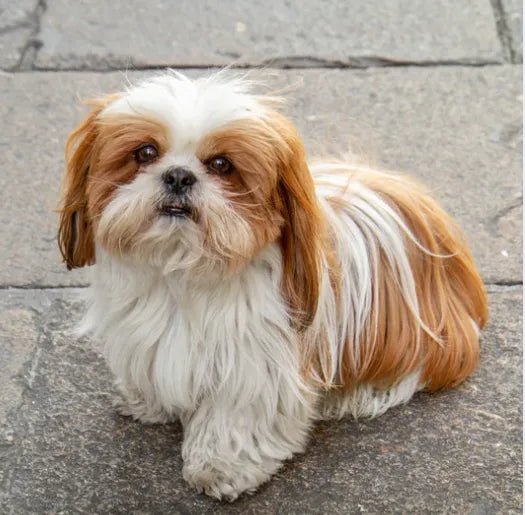 How to Groom Your Shih Tzus at Home 101: Steps, Tips and More - Best Dog Shampoo