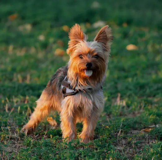 How to Groom Your Yorkies at Home 101: Steps, Tips and More - Best Dog Shampoo